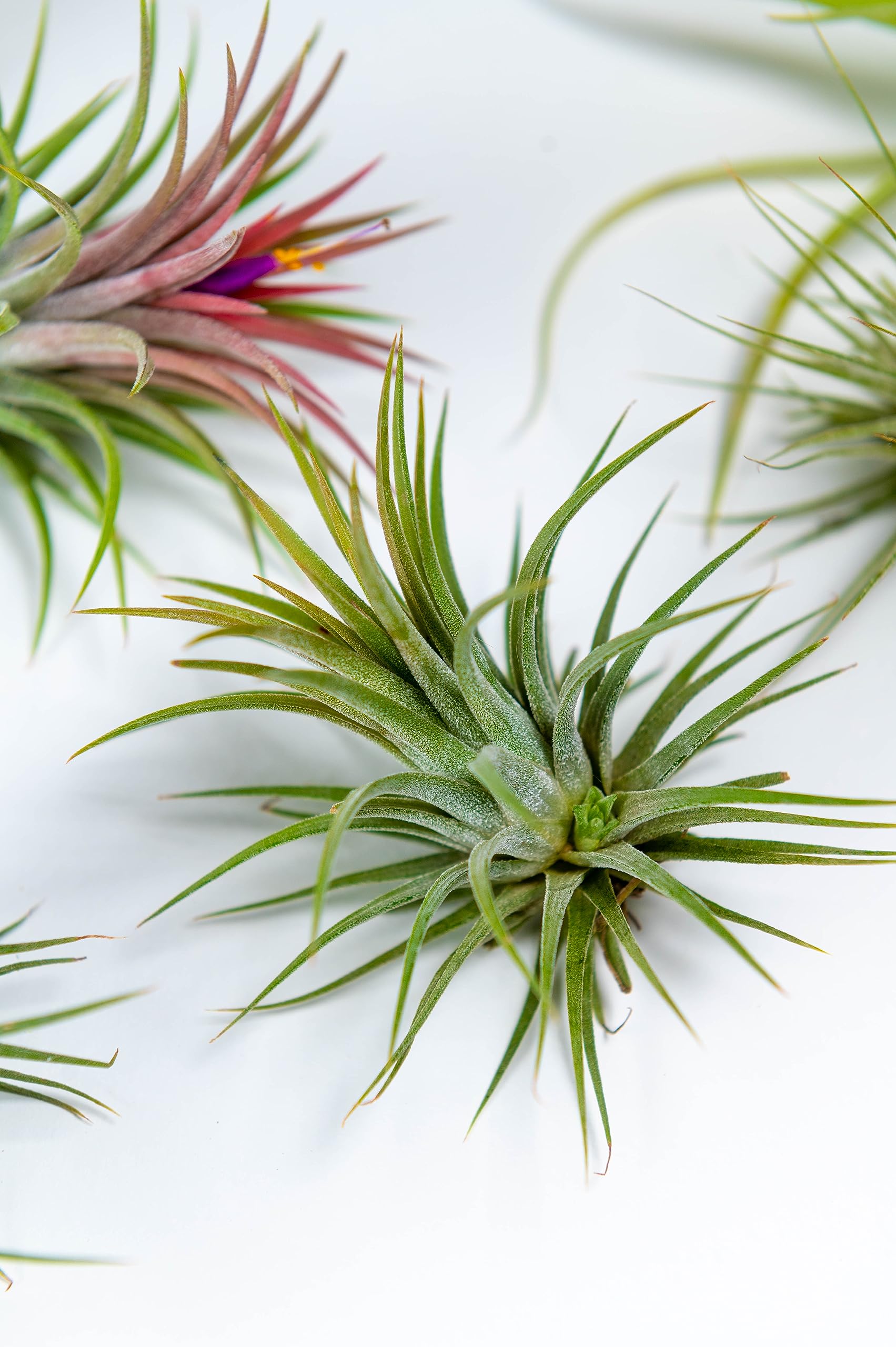PACK Piante d'aria - Tillandsia Ionantha Rosada, Tillandsia Ionantha Verde, T. Capitata Peach - Piante da fiore naturali - Esterni ed interni (9)