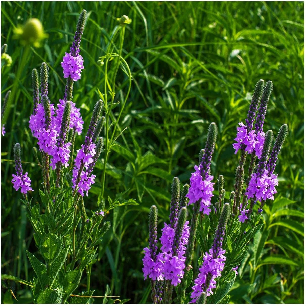 Everwilde Farms - 1/4 Lb Hoary Vervain Native Wildflower Seeds - Gold Vault