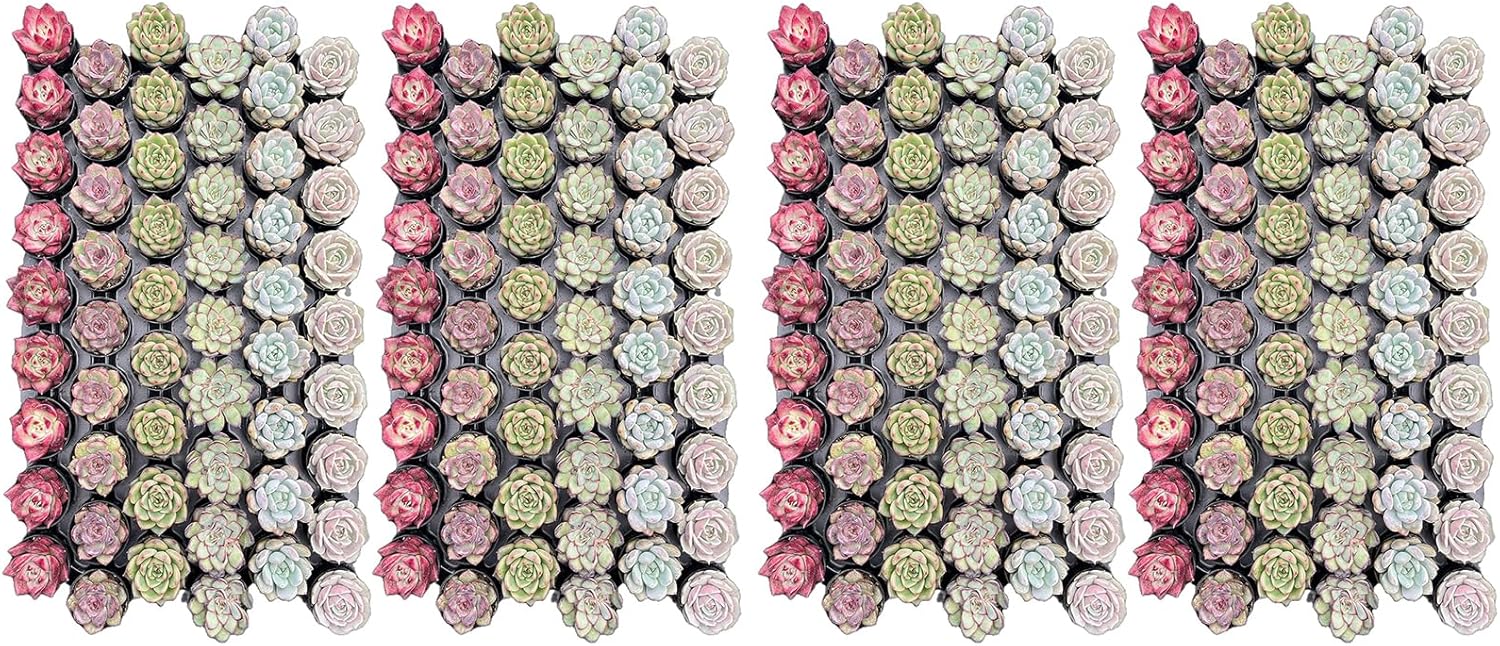 Succulent Plants (54 Pack), Live Assorted Succulents Fully Rooted in 2" Pots with Soil, Unique Potted House Plants for DIY, Home Decor, Wedding Party Favor Gift, Easy to Grow