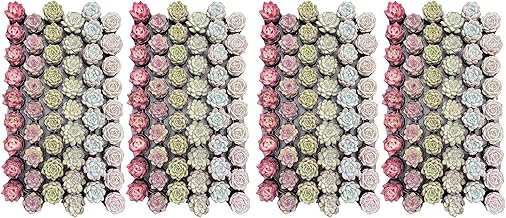 Succulent Plants (216 Pack), Live Assorted Succulents Fully Rooted in 2" Pots with Soil, Unique Potted House Plants for DIY, Home Decor, Wedding Party Favor Gift, Easy to Grow