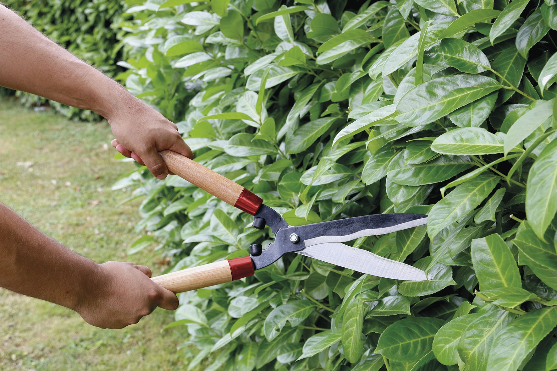 Greengeers 90210 – Cesoie per siepi con manico legno