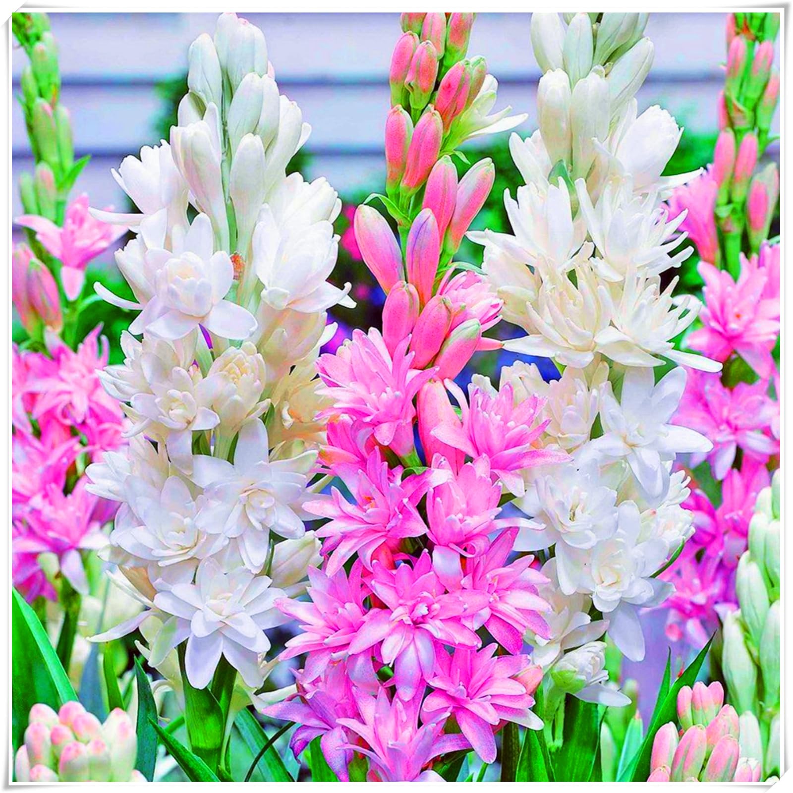 Perennial, Fragrance Tuberose Bulbs, Hardy, Professional for Beautiful Garden Displays-4 Bulbs-C — image 1