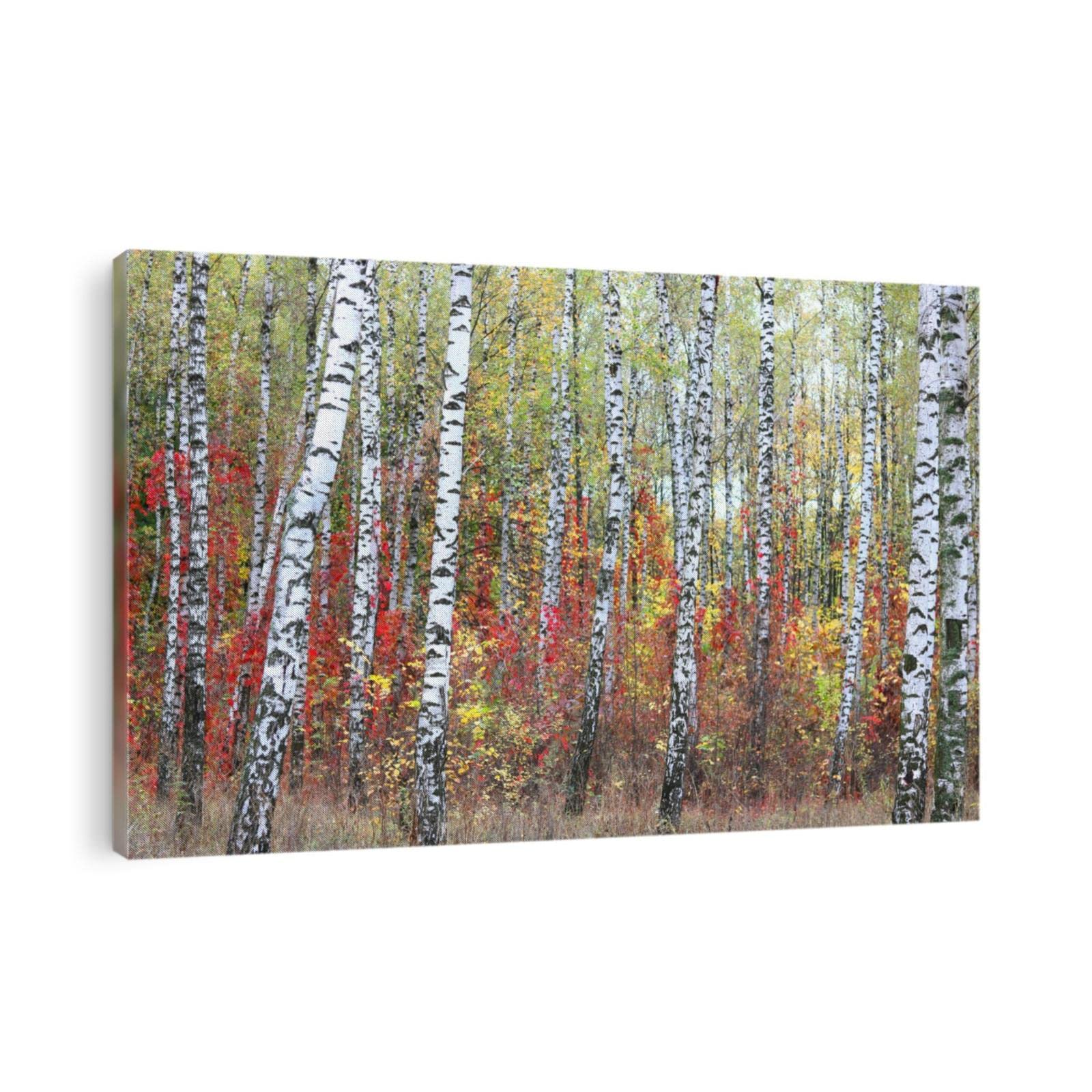 Framed Birch Trees Canvas Wall Art, Beautiful Scene With Birches In Yellow Autumn Birch Forest In October Canvas Print, Forest Artwork Pictures for Living Room Bedroom Wall Decor 12x18 Inch