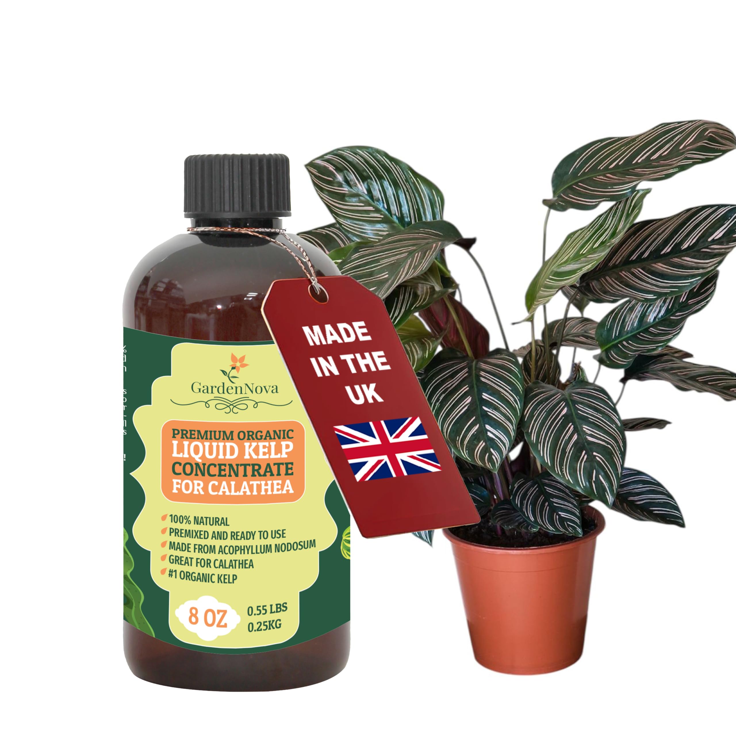 GARDENNOVA Premium Organic Seaweed & Kelp Superfood for CALATHEA Plants - 8 oz - Liquid Kelp Fertilizer Concentrate (Makes 25 Litres)