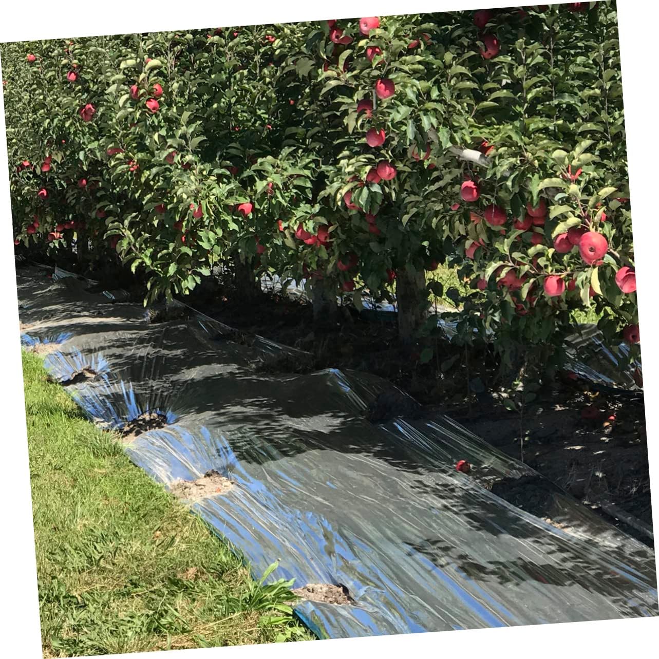 BESPORTBLE 1Pc Reflective Film for Greenhouse Garden Saving Plant Reflective Tarp for Winter Plant Protection and Outdoor Use