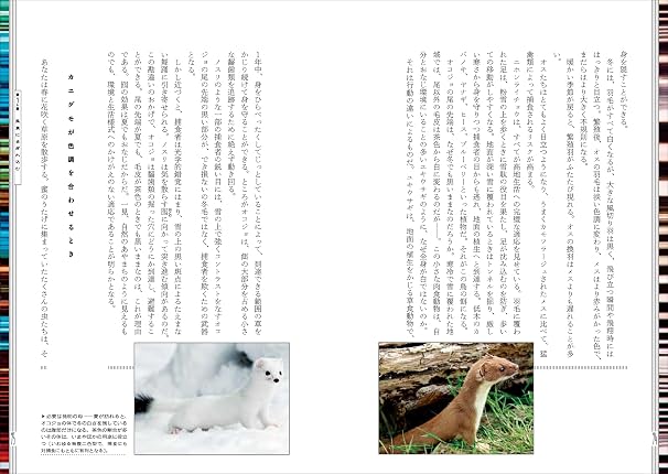 嘘つく生きもの　動物と植物が魅せる、擬態とカモフラージュ