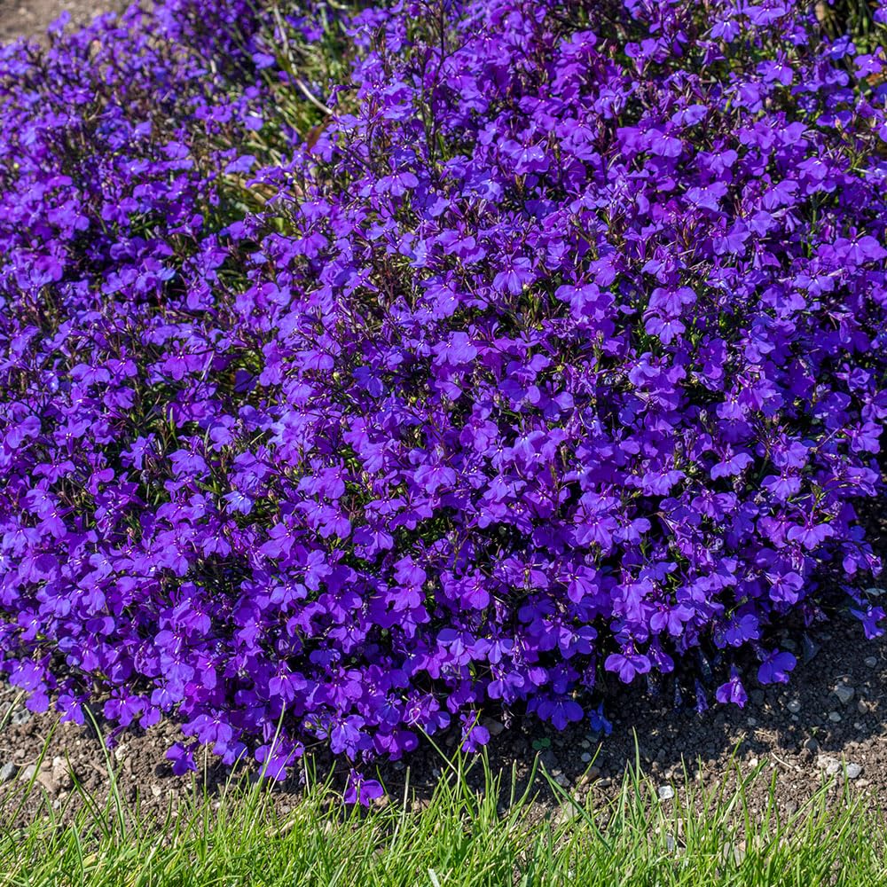 Lobelia Crystal Palace Seeds – Intensely Blue, Traditional Bedding Favourite – RHS Award for Garden Merit – Half Hardy Annual – for Your Beautiful Garden