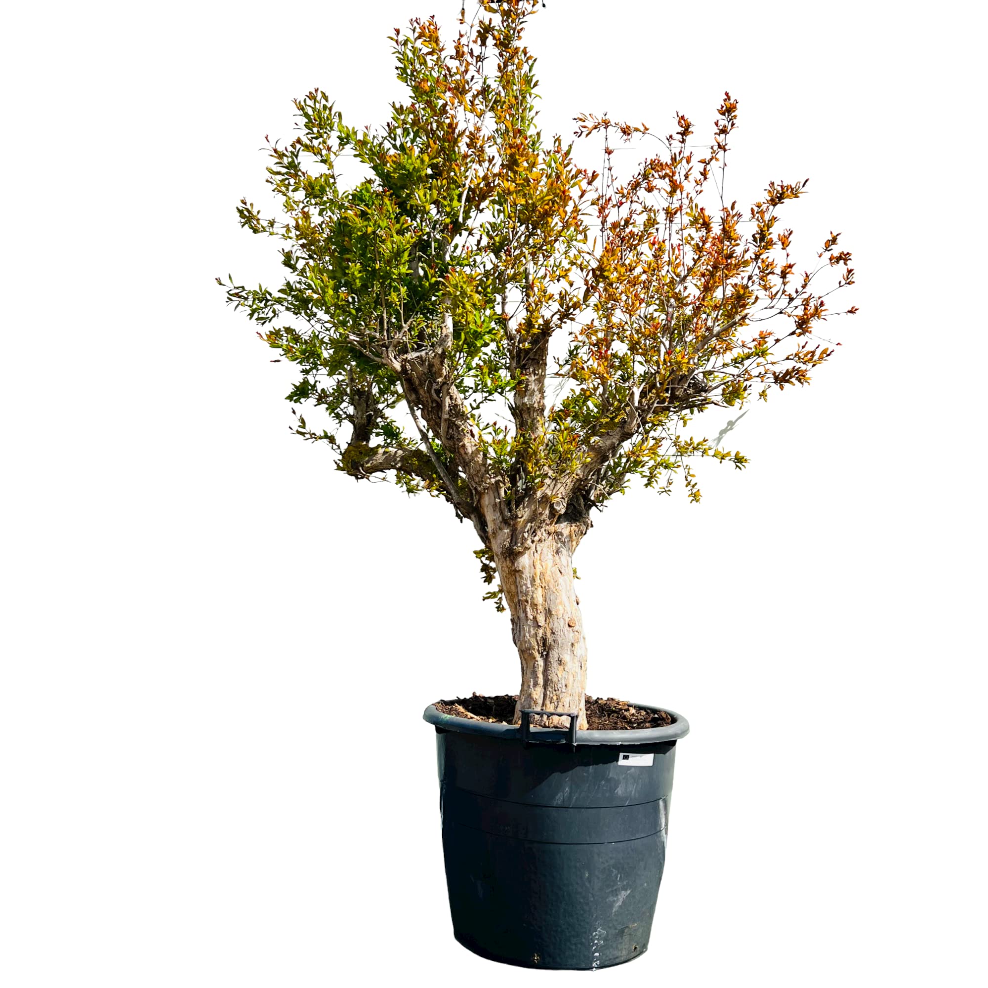 Tropictrees - GRANATAPFEL BAUM GRÖßE XXL, STAMMUMFANG 40-50CM