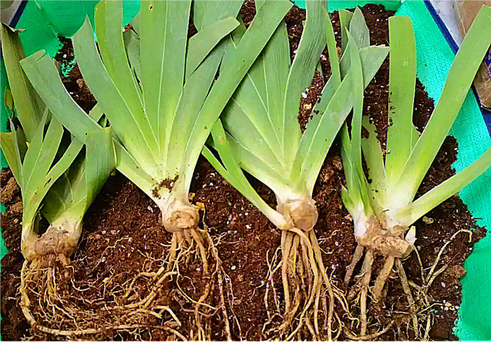 Schwertlilien Knollen Winterhart - Farbenfrohe Iris Blumenzwiebeln