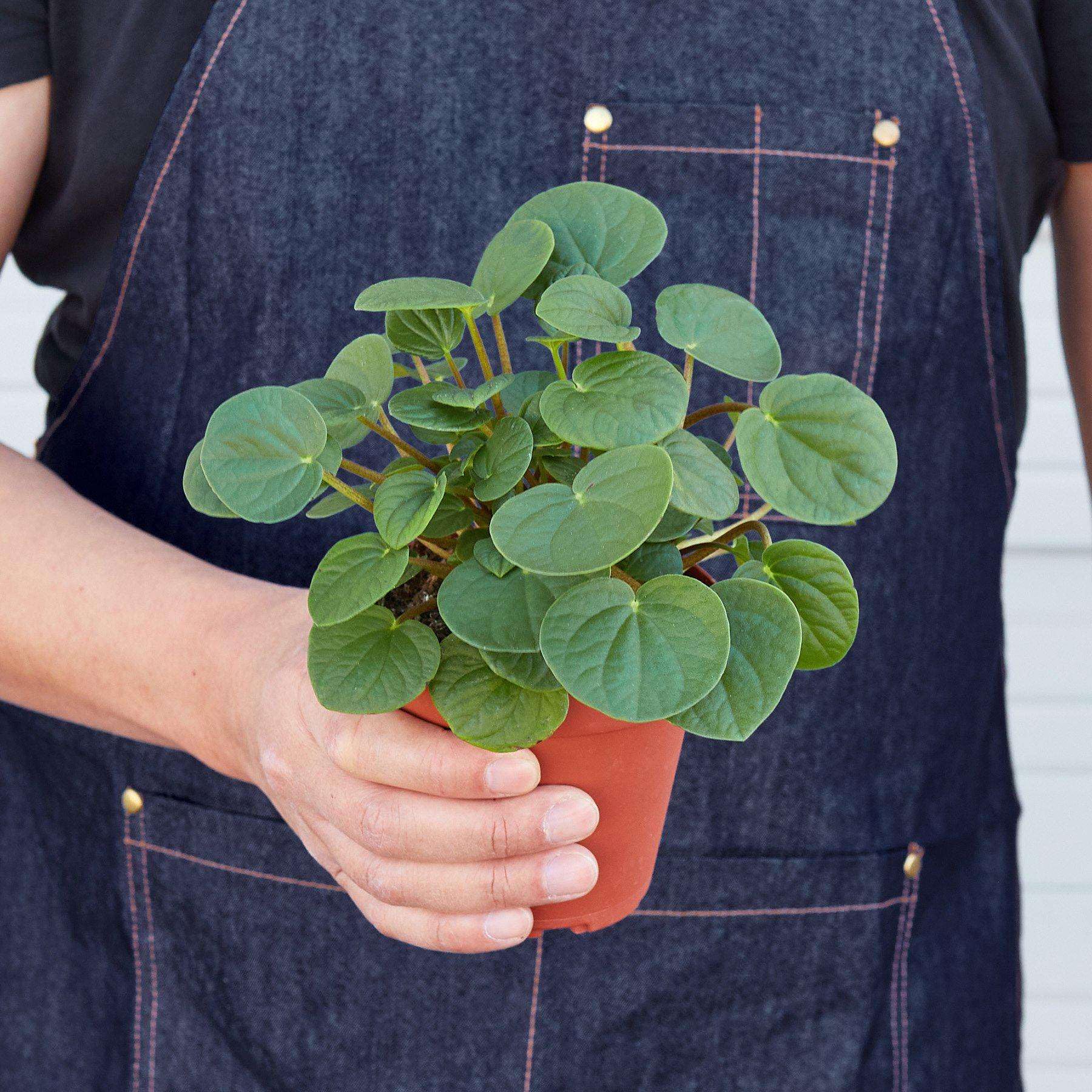 Amazon.com : Peperomia Rana Verde Live Plant for Indoor | Different  Houseplants in 4'' & 6'' Pot | Real House Plant for Living Room, Office,  Desk & Bathroom | Rana Verde |