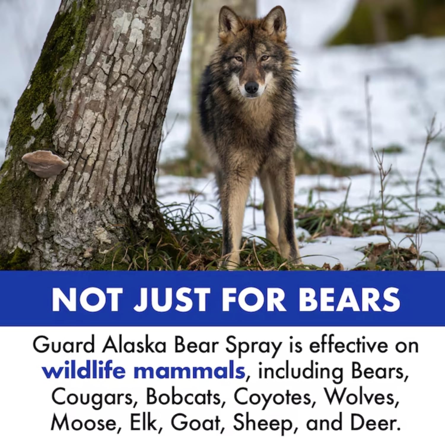 Bear Spray with Nylon Holster