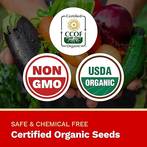 Miniatura 4 de The Harvest Company Albahaca genovesa orgánica, sin OMG, certificado USDA orgánico, polinizado abierto, semillas de jardín para plantar en