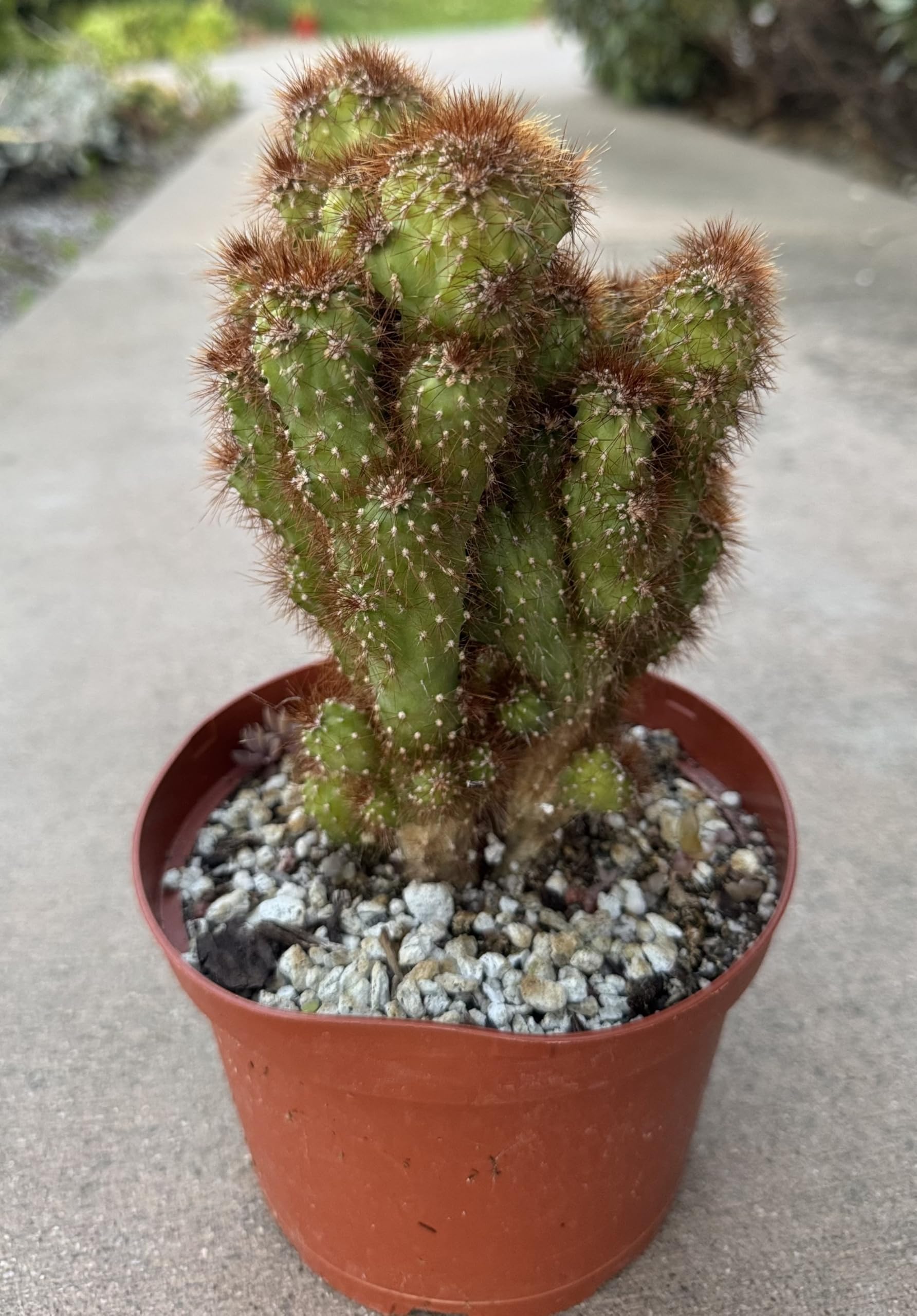 Monstrose Spiral Cactus Succulent Addiction