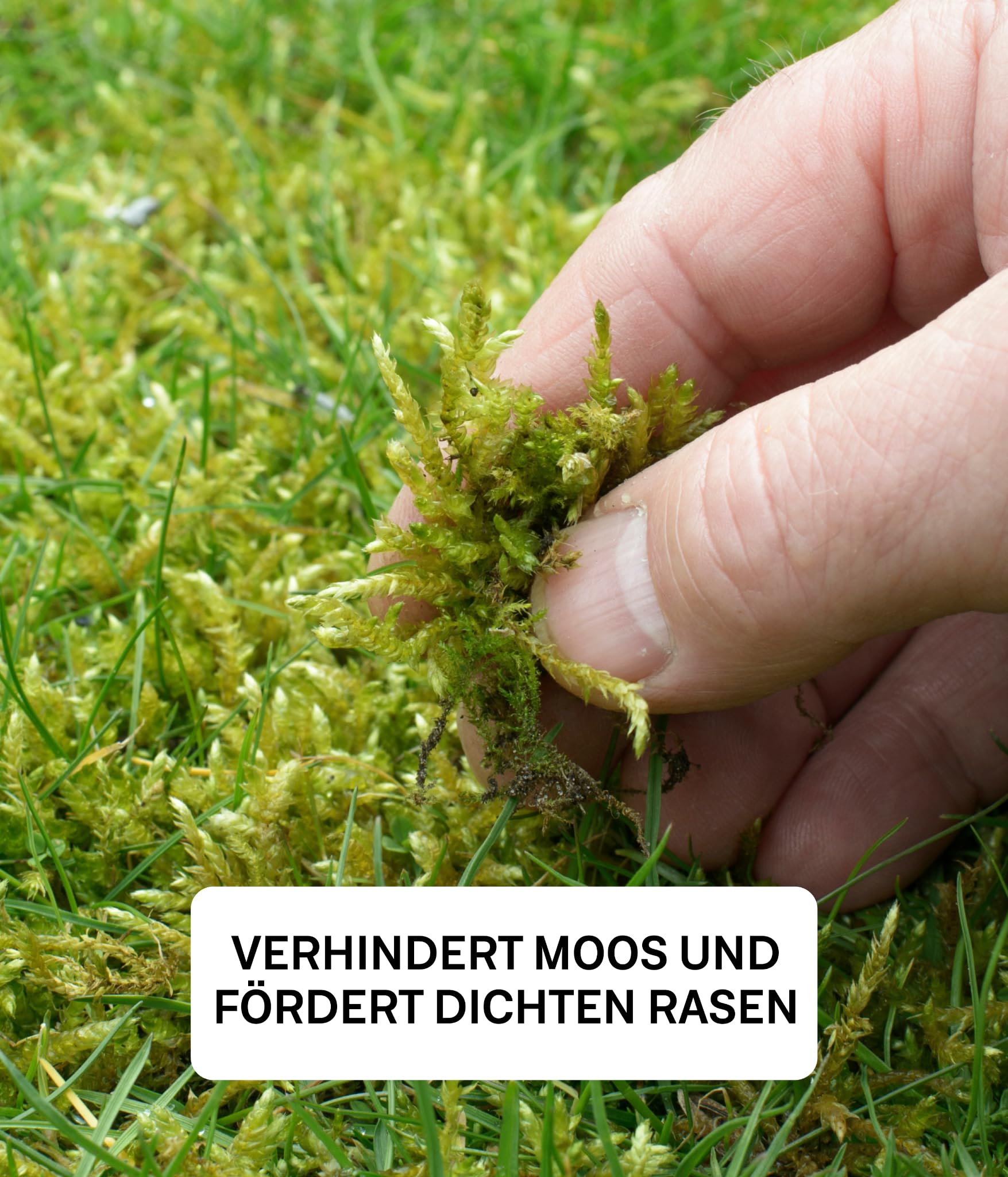 Organtic Rasendünger Frühjahr 20kg, Dünger verdrängt Moos, Ideal für Frühjahr und Sommer, geeignet für Streuwagen, staubarmes Granulat, Rasendünger, organtic