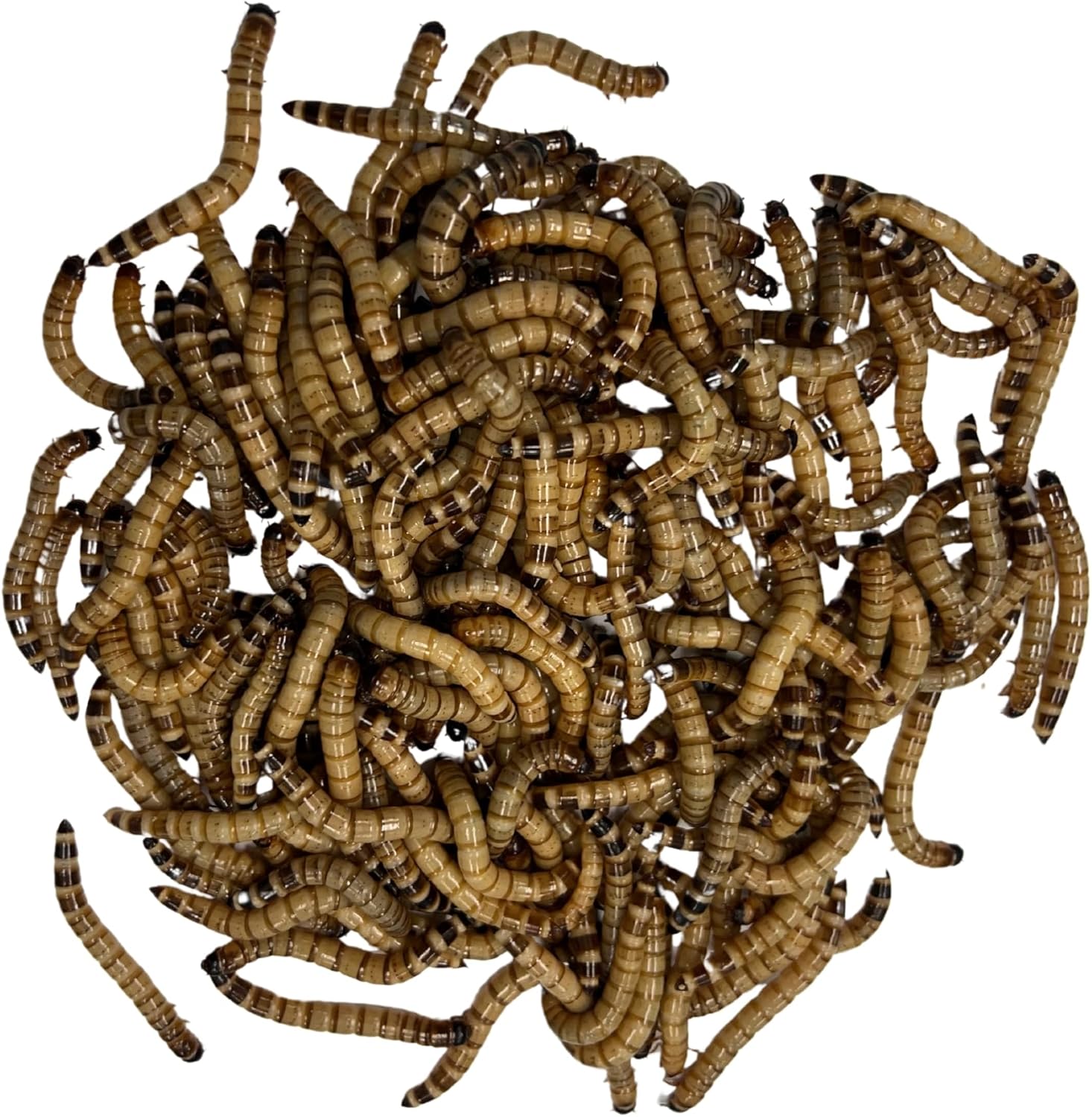 100ct Live Superworms – Large 1.75″-2″+ – Live Arrival Guaranteed