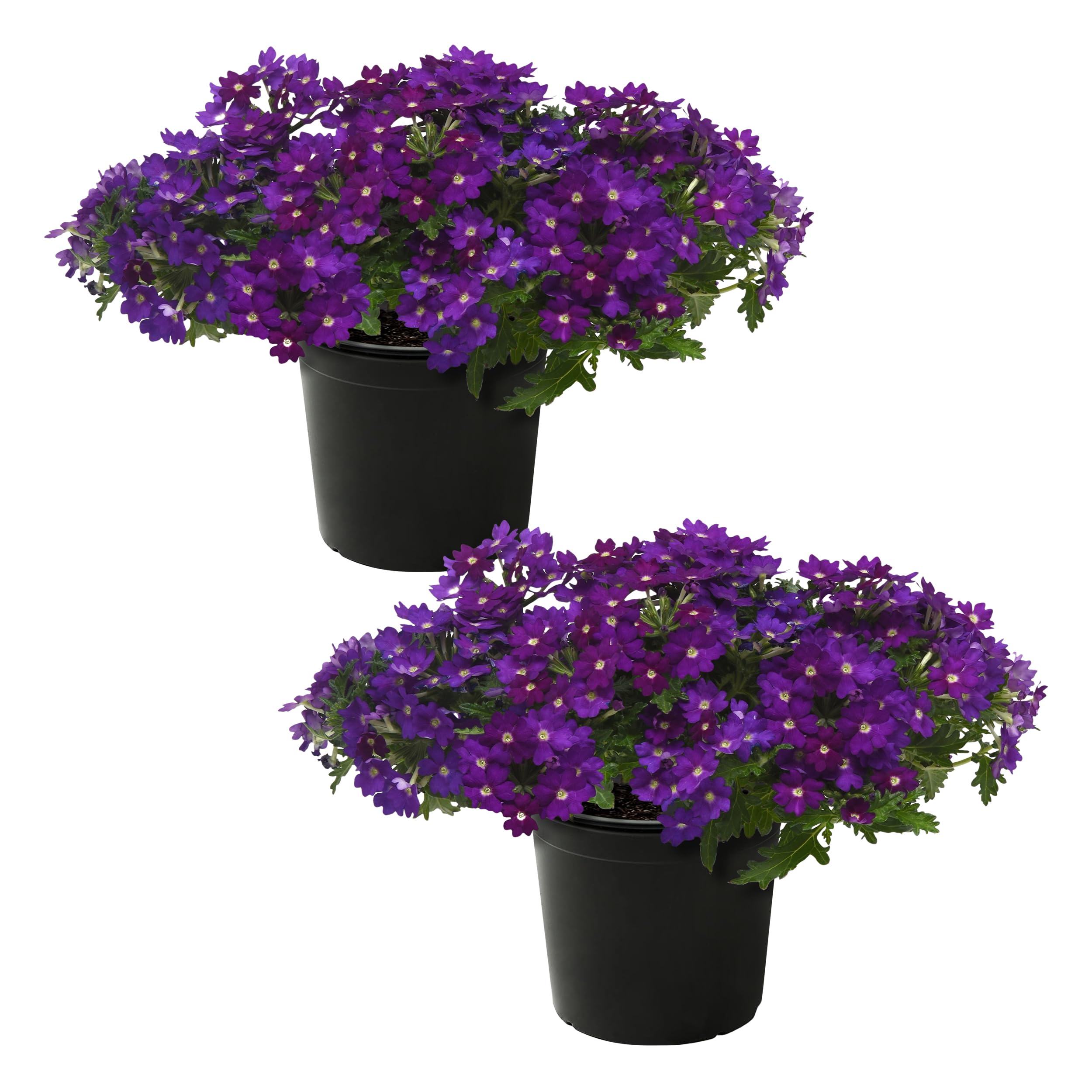 Verbena Popping Purple