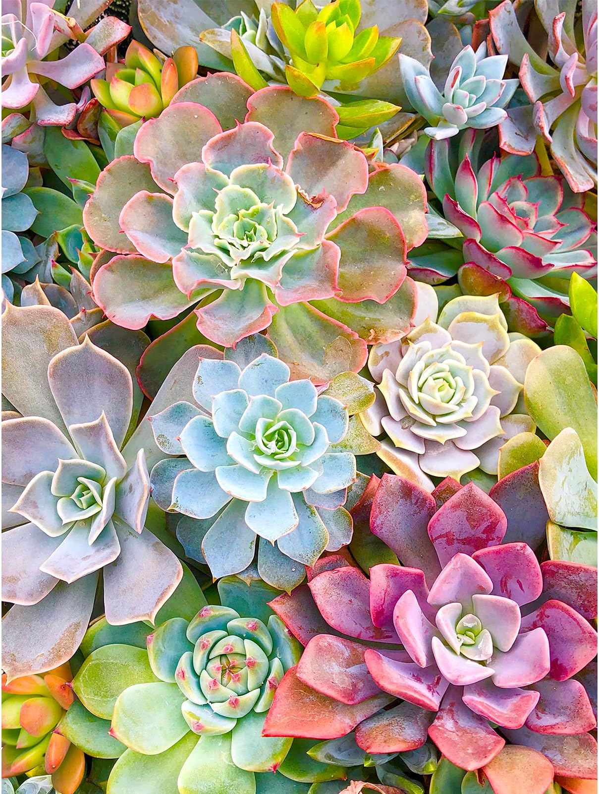 Diamond Painting Kits for Adults Kids Full Drill Crystal 5D DIY Diamond dotz Gem Art Similane Beads Paint Craft for Children Home Wall Decor Gift (succulent-16x12in)