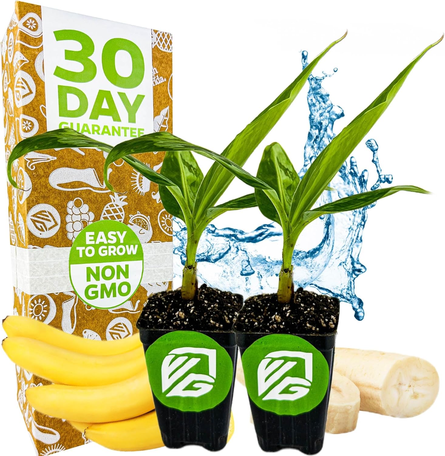 Ice Cream Banana Tree Live Plant - Musa acuminata - Wellspring Gardens Starter Plant - Easy to Grow Plants for Nature Lovers & Gardeners- Outdoor Planting in Outdoor & Patio