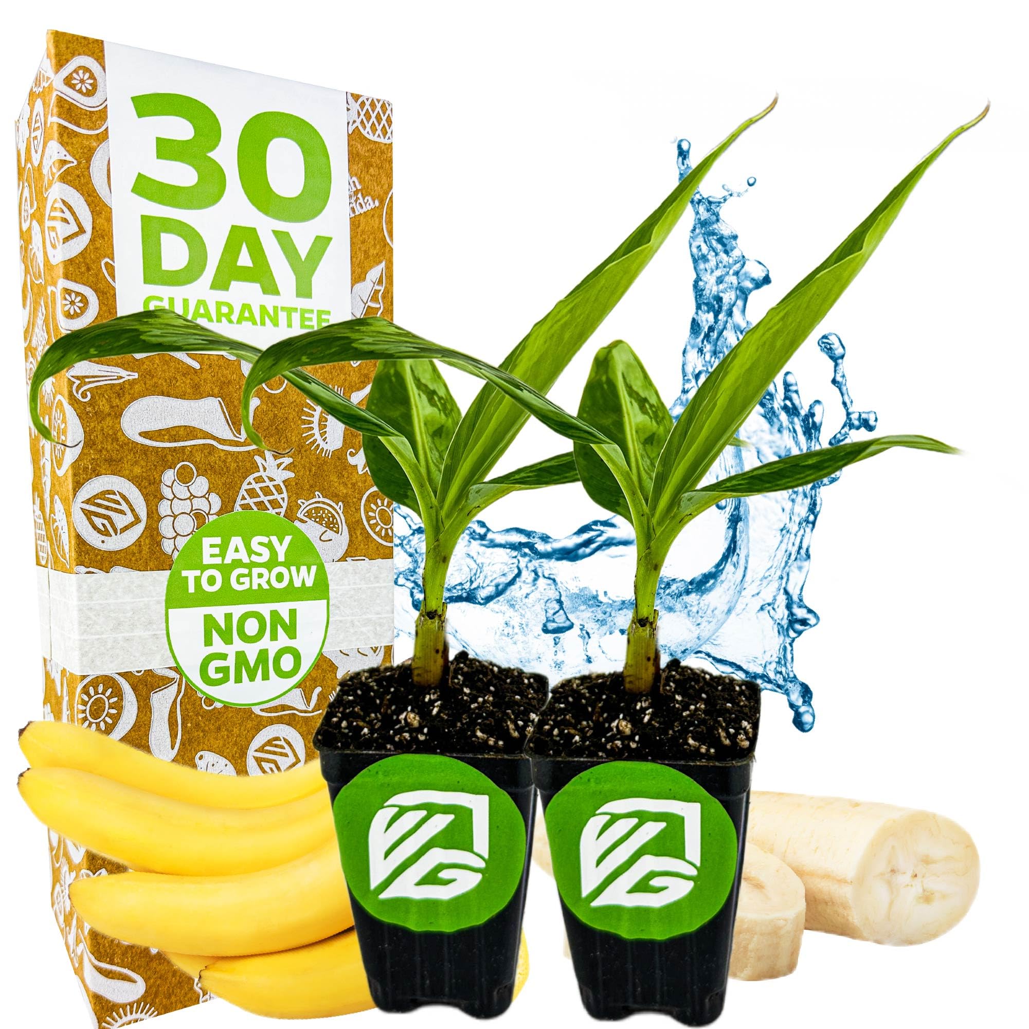 Gran Nain Banana Tree 2 Pack