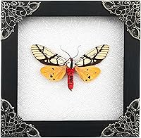 Vista 12 de Mantis Real Enmarcada Creobroter Insecto Muerto Escarabajo Verde Seco Caja de Sombra Flotante 3D Marco de Vidrio Espécimen de Taxidermia