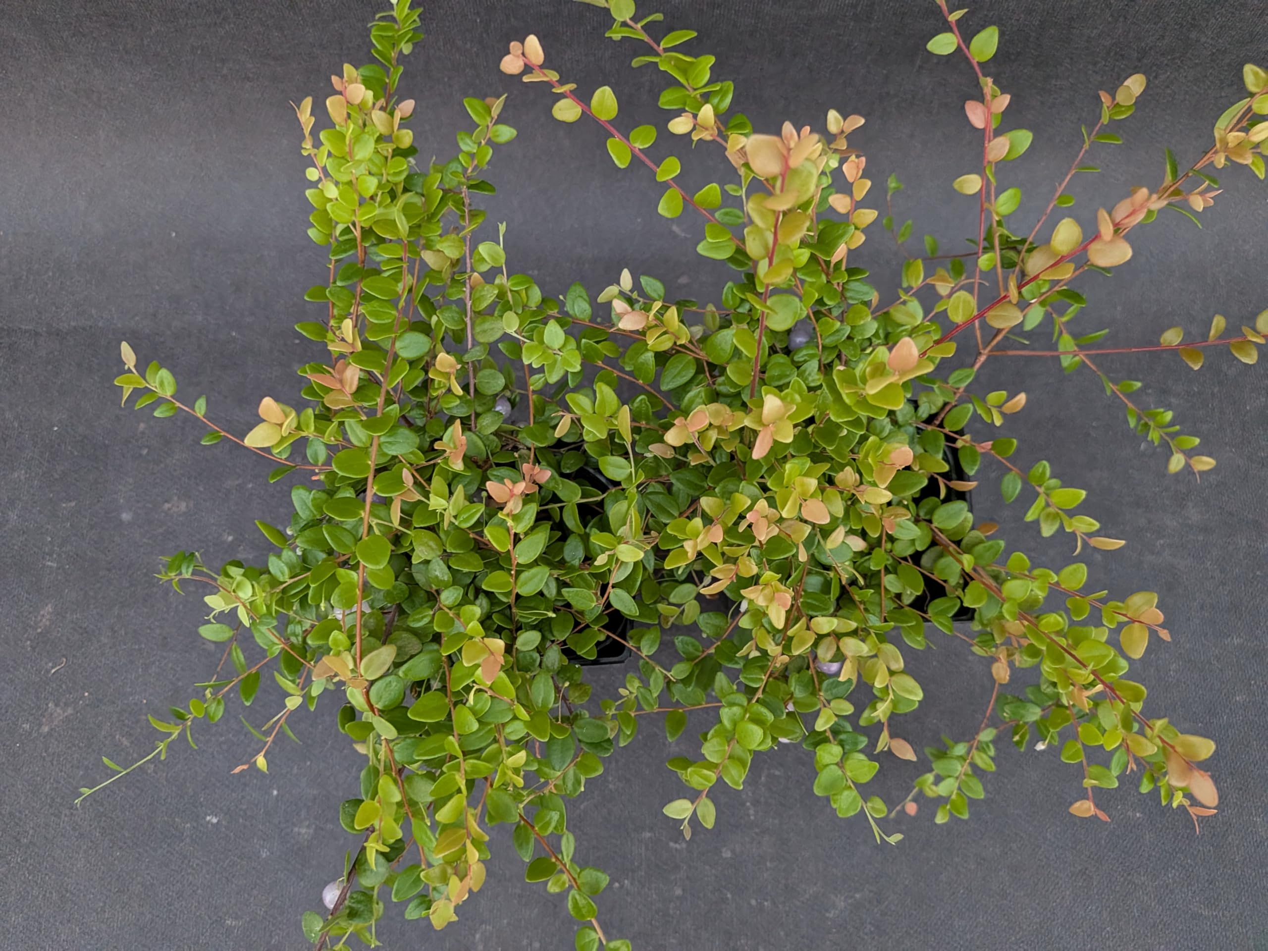 Amazon｜OZ-Plants 真珠コケモモ（シンジュコケモモ） 3号ロング 黒