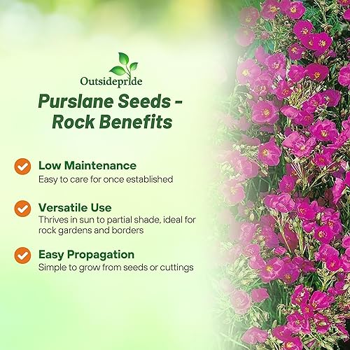 Miniatura 3 de Outsidepride 5000 Semillas Calandrinia Umbelleta Rock Purslane Herb Garden Seeds para plantar