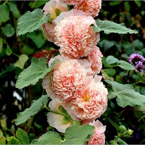 Miniatura 2 de 100 semillas dobles de Hollyhock  Flores perennes de reliquia multicolor, ideales para bordes y jardines de cabaña