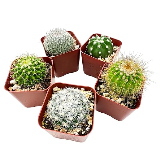 Sprout N Green Live Cactus Plants, 5 Pack Assorted Real Cacti Potted in 2" Starter Pot with Soil Mix, Rare Small Indoor House Plants for Home Garden Wedding Decor Party Favor