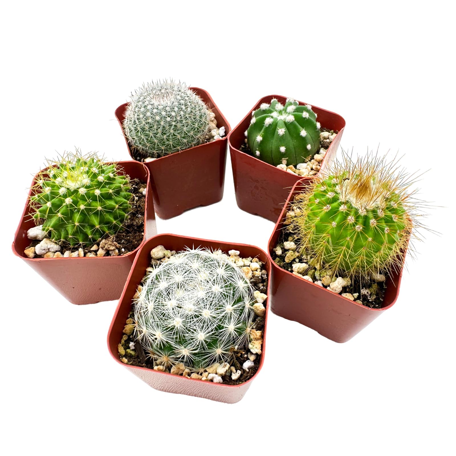 Sprout N Green 5-Pack
