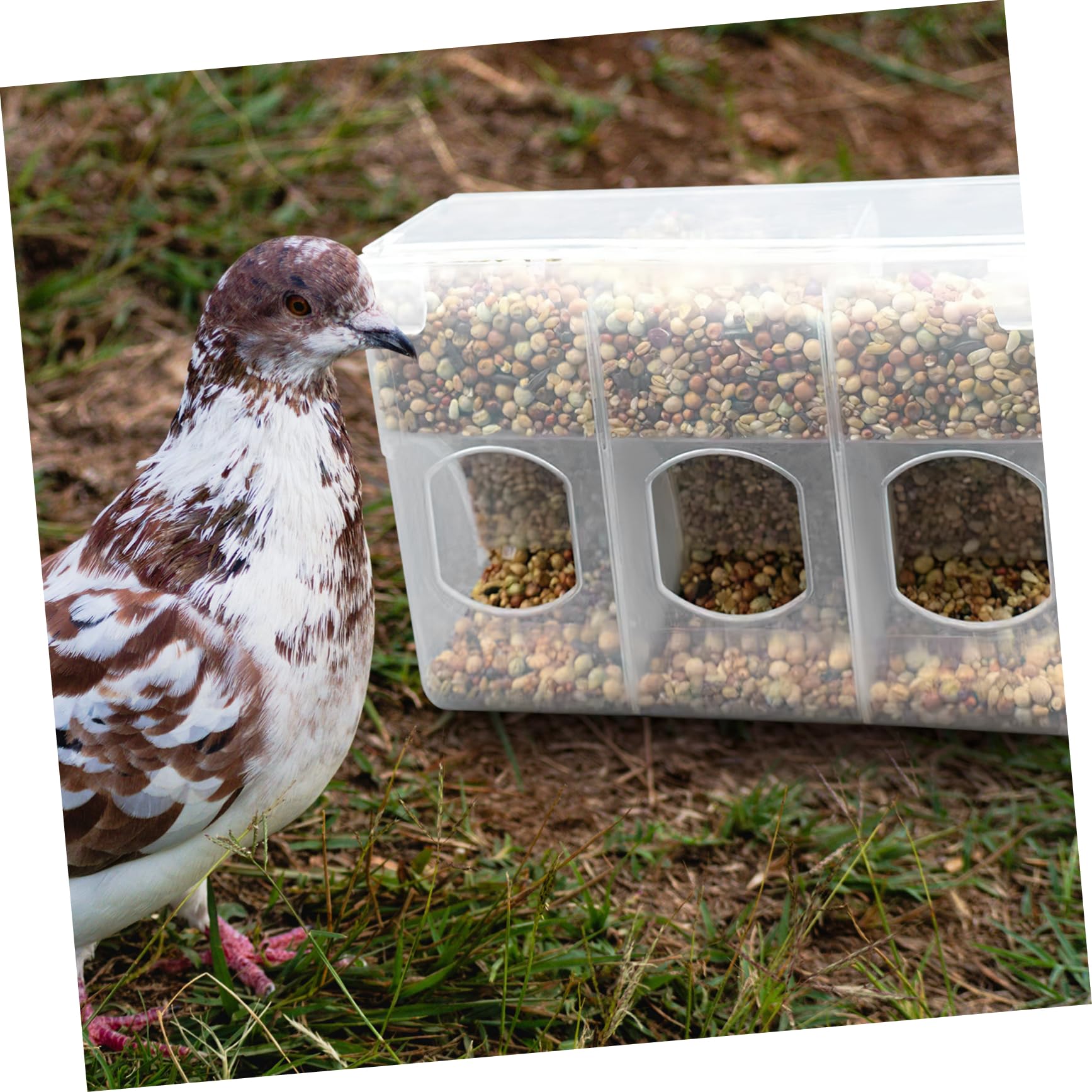Amazon | GAROZATION プラ製ウズラの餌箱 鳥かご用の安定設置可能な餌