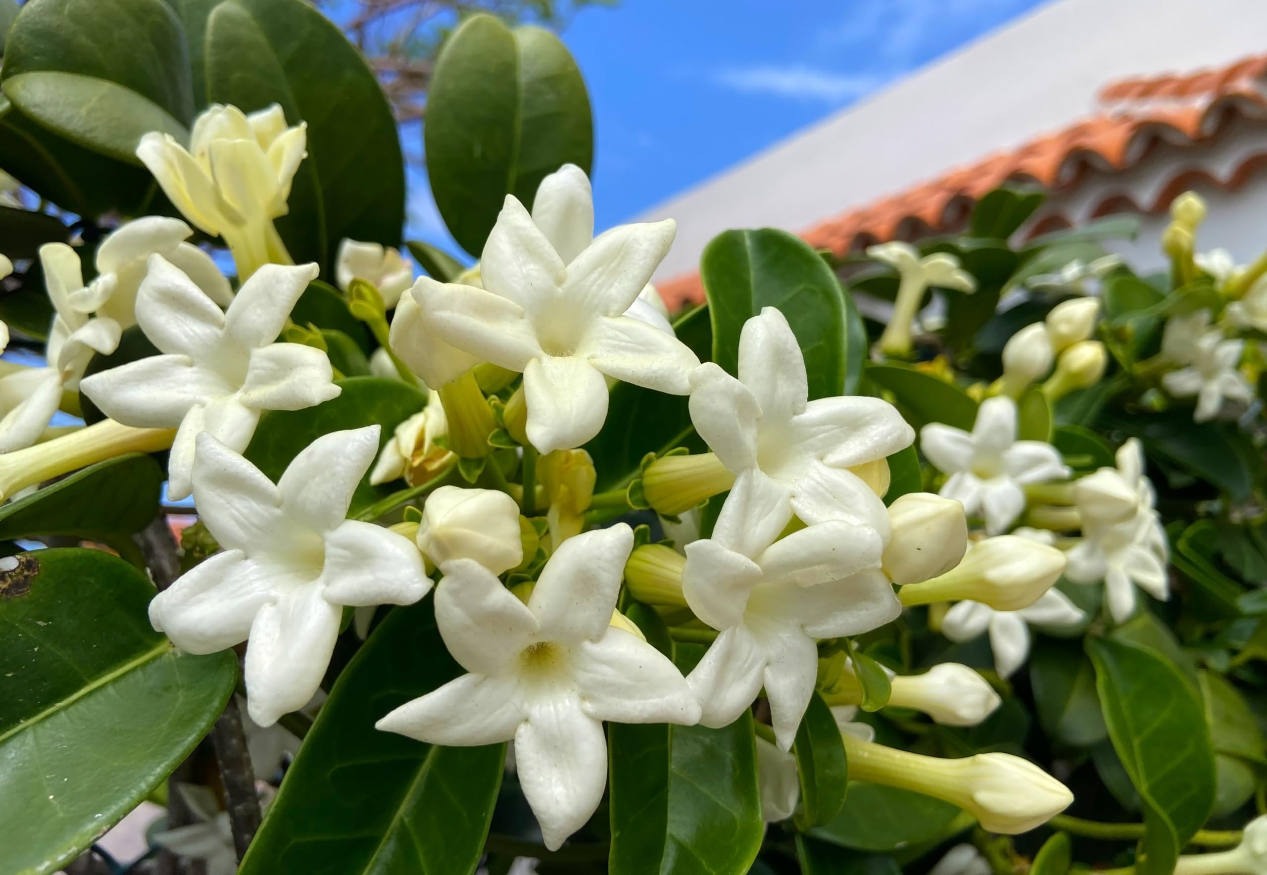 GELSOMINO STEPHANOTIS FLORIBUNDA, ALTEZZA 35CM, 2 PIANTE, IDEALE PER GIARDINI, pianta vera