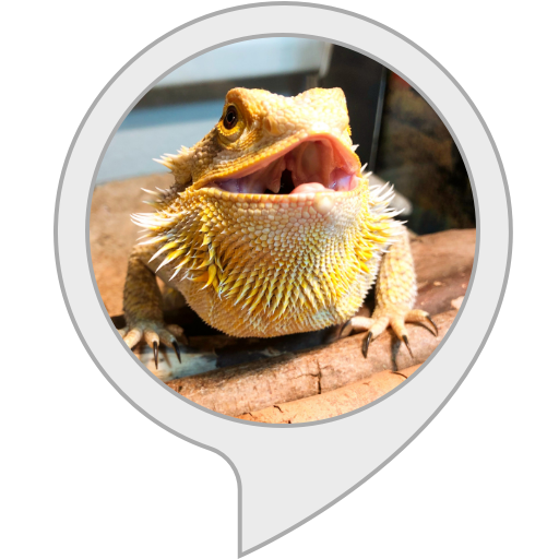 The Best Reptiles For Beginner Picks For 2022