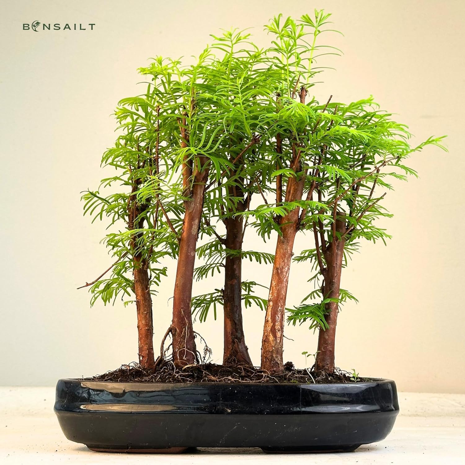 segiun bambus Graceful Bamboo | Slender Weavers main image 1