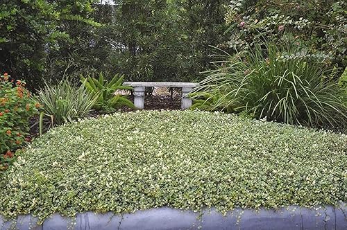 Miniatura 4 de Mínima de jazmín asiático abigarrado  3 plantas vivas  Cubierta de suelo fácil de cultivar  Follaje verde y blanco exuberante  Perfecto para