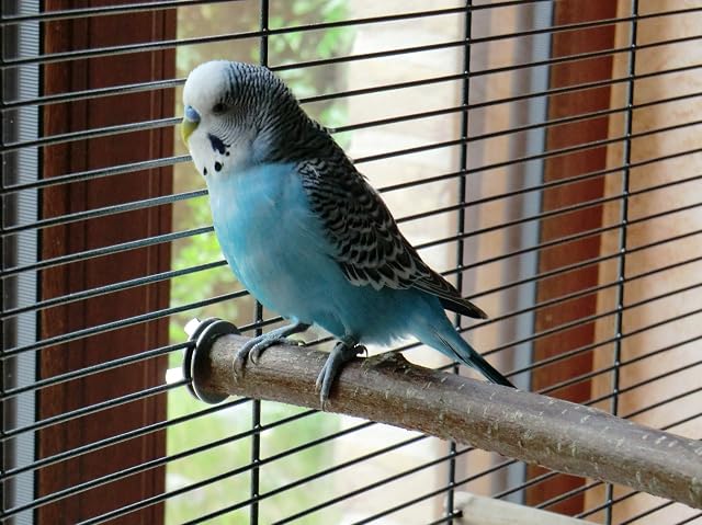 Foto 6 de 8 de Vogelgaleria® Juego de muestras de Perca para pájaros con al Menos 5 Perchas Diferentes