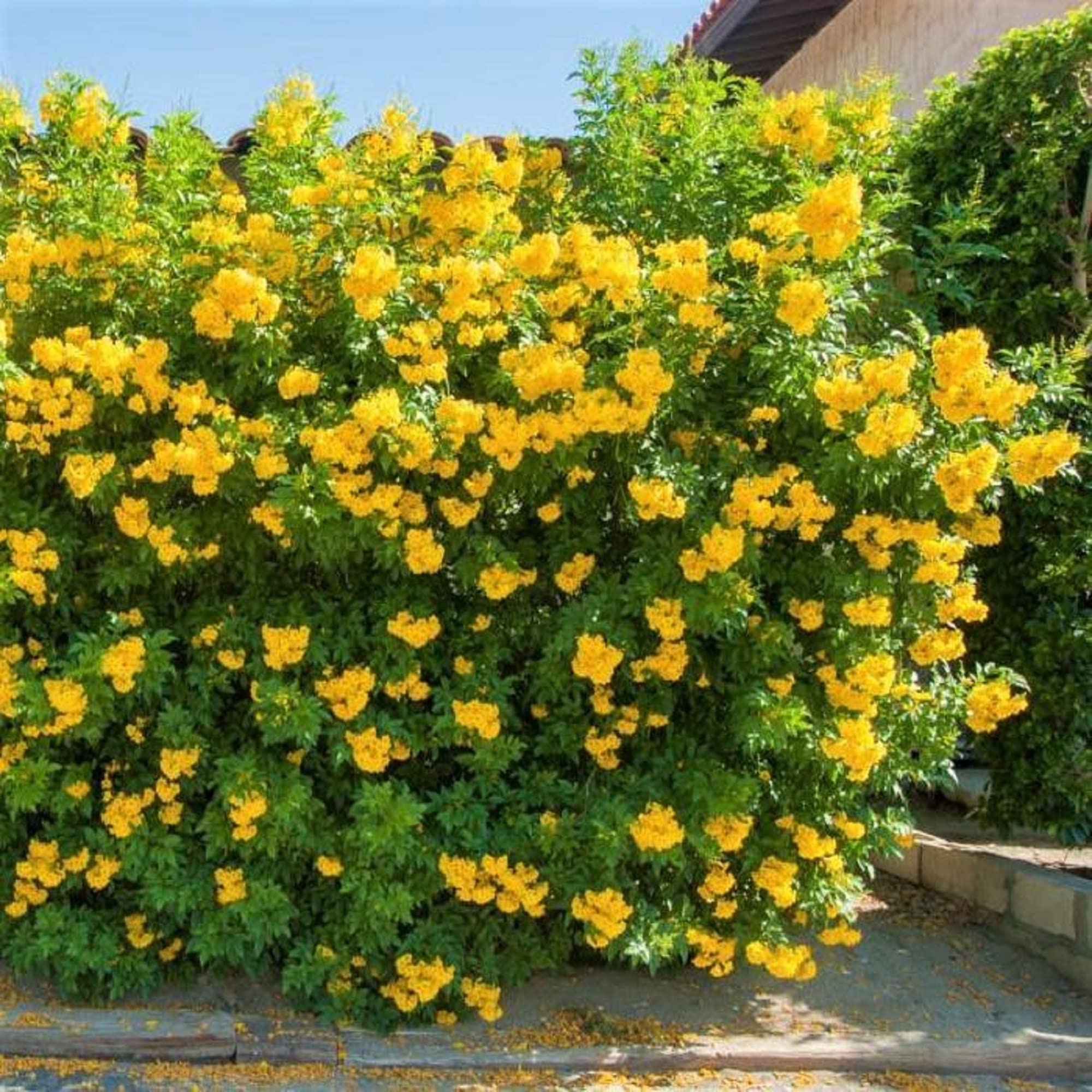 Amazon.com : CHUXAY GARDEN Tecoma Stans-Yellow Trumpetbush,Yellow