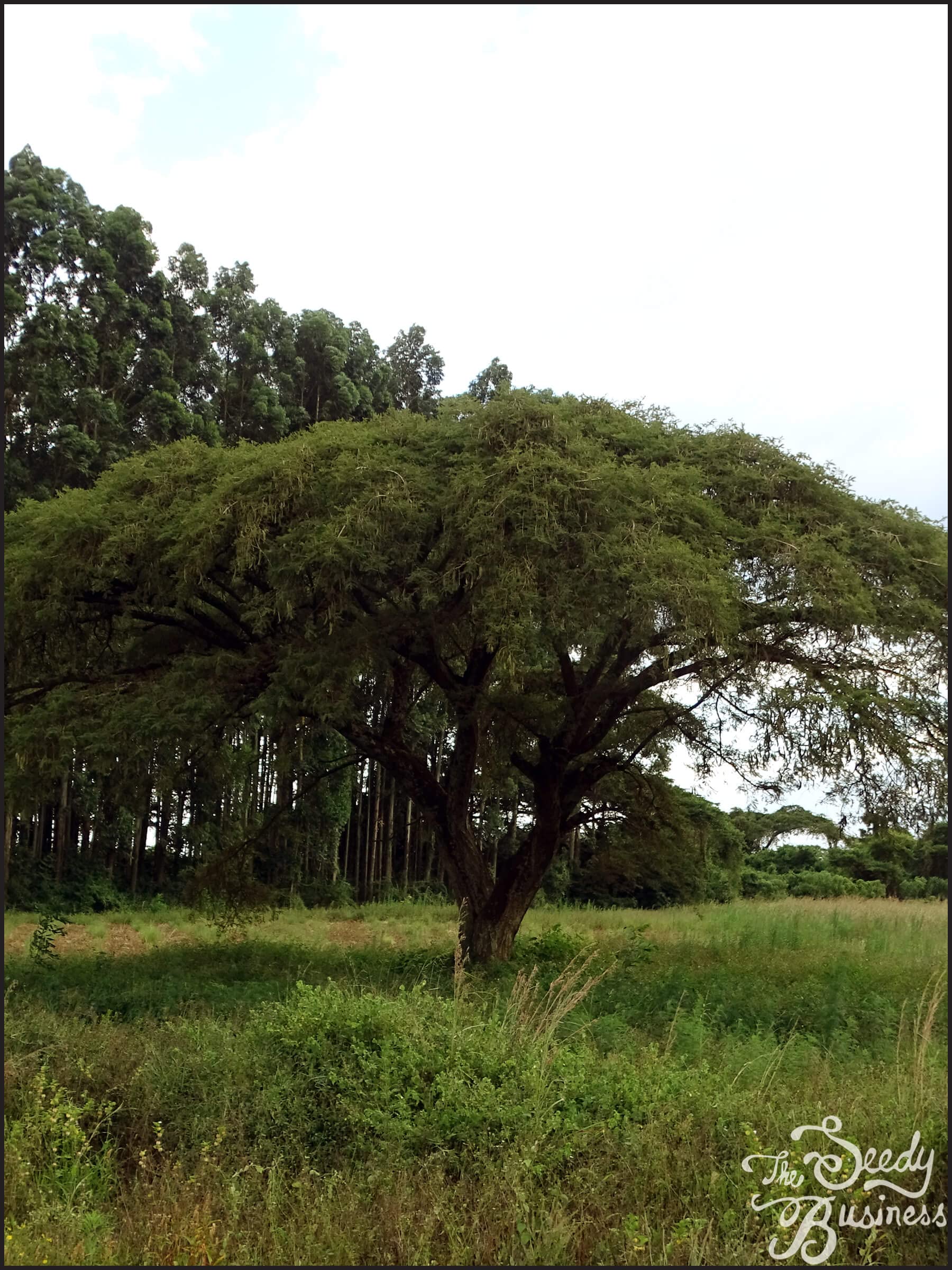 Vachellia (Acacia) sieberiana (Paperbark Acacia Tree) - 25 Seeds