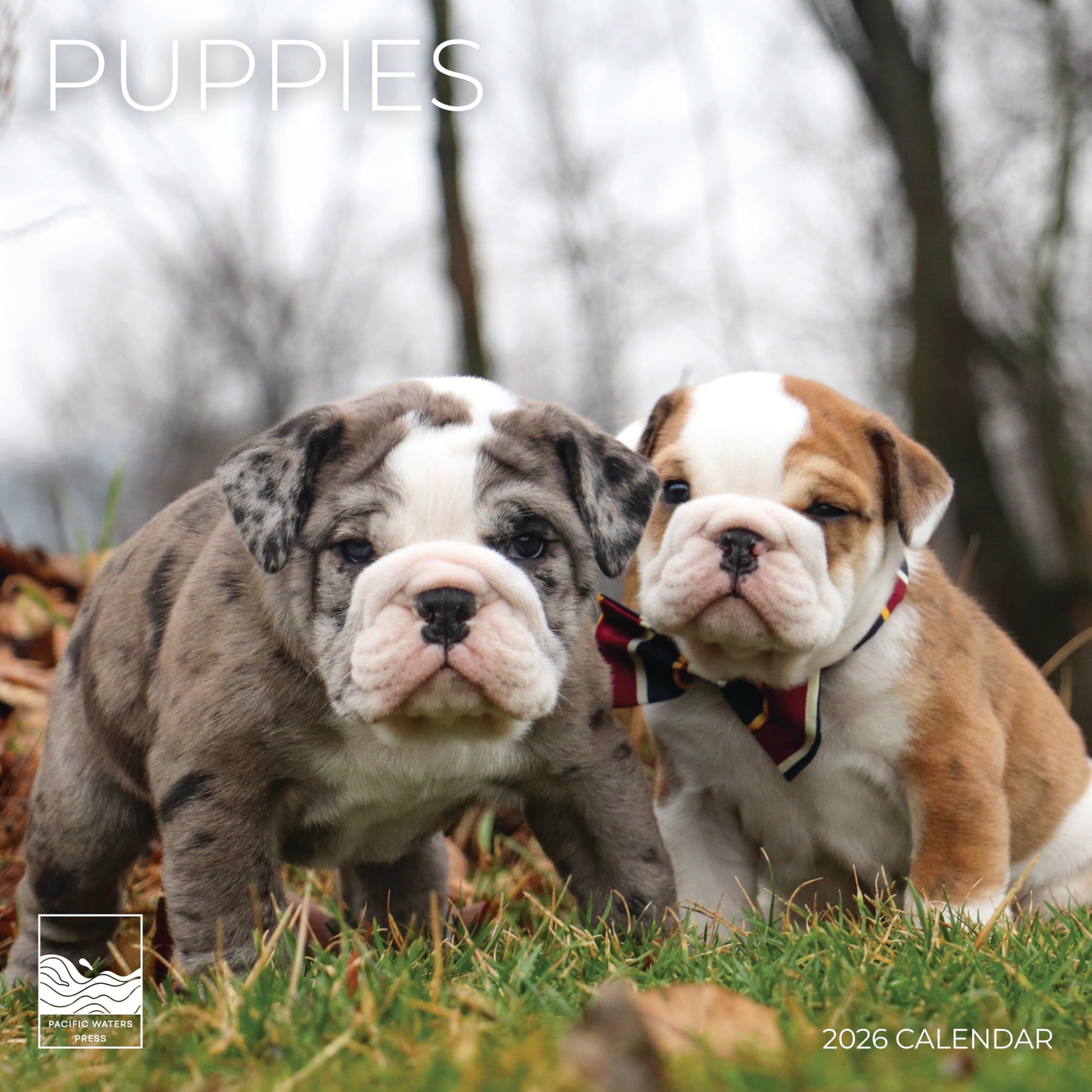 Dogs And Puppies 2026 Wall Calendar | 12x24 Open, Thick Paper | Dog Photography Calendar For Office, Kitchen, Gift | Pacific Waters Press - View #10