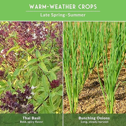 Miniatura 6 de Survival Garden Seeds - Bóveda de semillas asiáticas de recolección de verduras para plantar - Albahaca tailandesa, repollo napa, cantón pak choi,