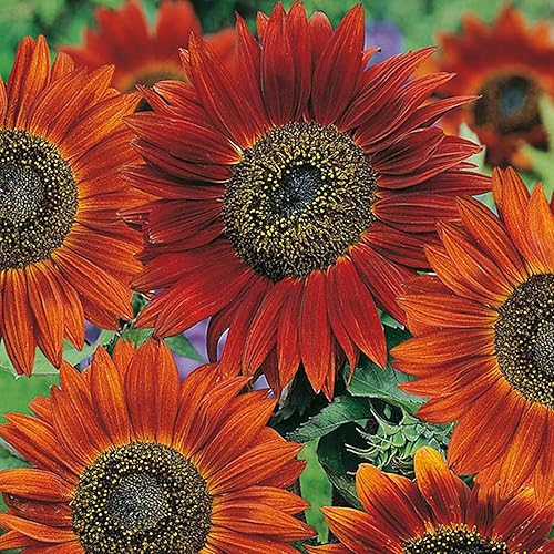 Miniatura 2 de UtopiaSeeds Velvet Queen - Semillas de girasol - Atrae abejas y mariposas