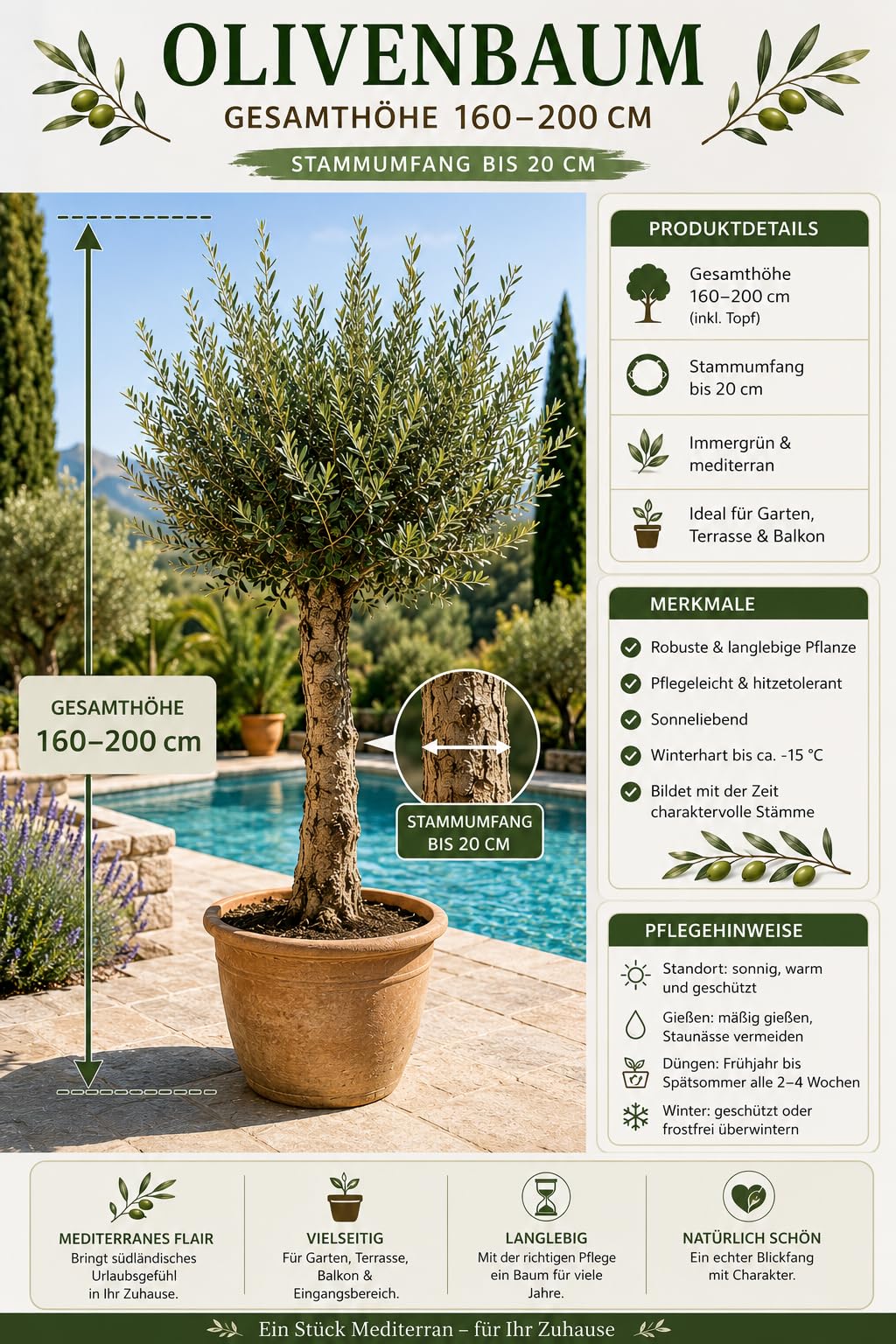 XXL Olivenbaum 25-30 Jahre – Olea Europaea Hochstamm, 160-200 cm, Stammumfang 20 cm – Mediterrane Schönheit, winterhart & immergrün – Ideal für Garten & Terrasse