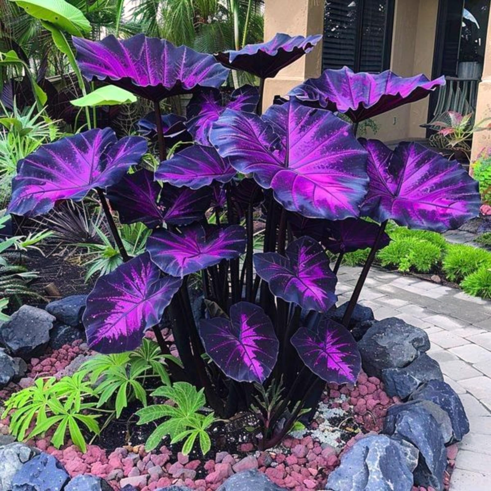 Elephant Ear Bulbs for Planting, Hardy Perennial, Excellent Display, Mix Greening Flower, Natural Organic, Wedding, Balcony Garden-8 Bulbs-E