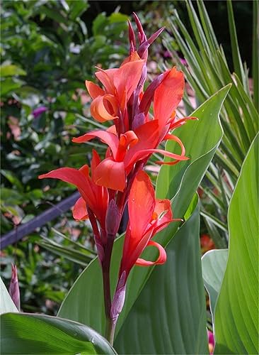 Semillas de árbol de plantas raras Canna Indica 20 Semillas - Tiro indio rojo, arrurruz de jardín disponible en Yaxa Costa Rica