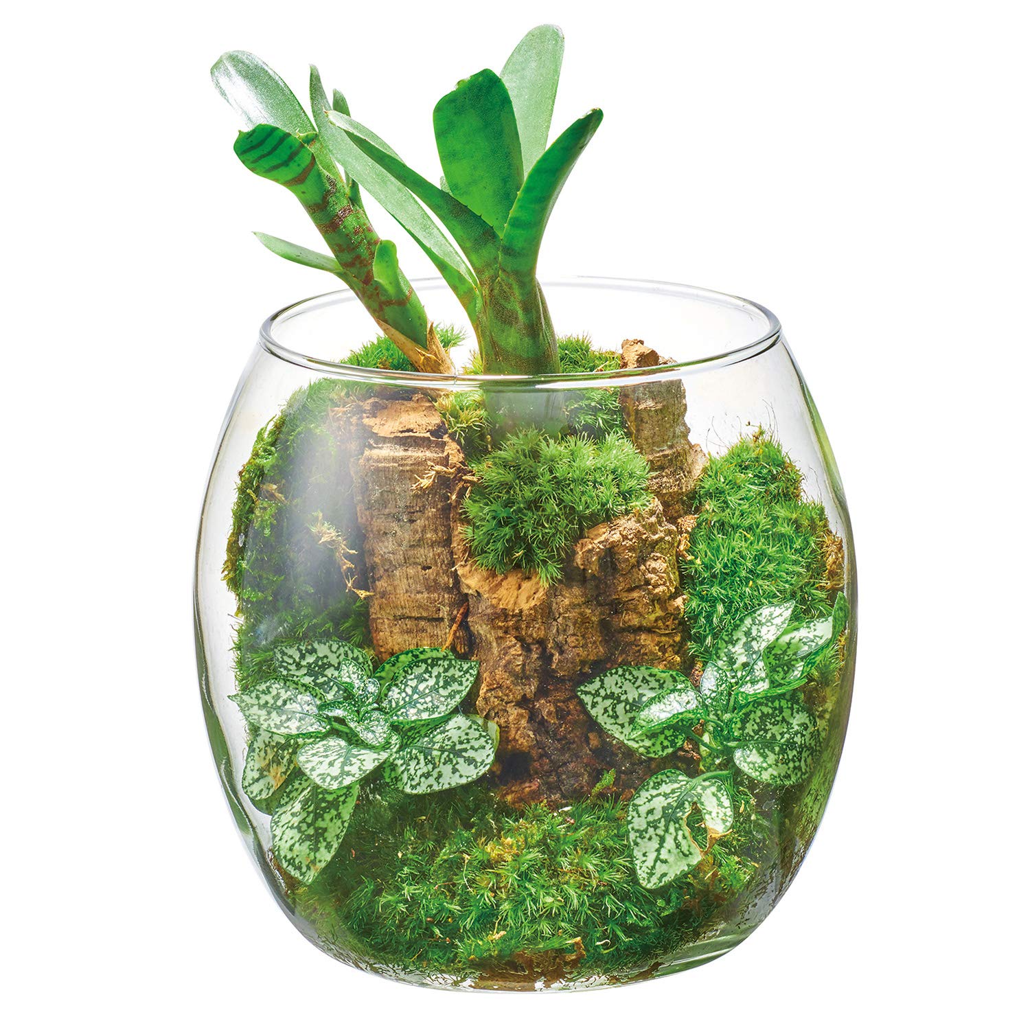 Amazon | GEX AQUARIUM グラスアクア ドロップ 水草 多肉植物 Amazon | GEX AQUARIUM グラスアクア ドロップ 水草 多肉植物