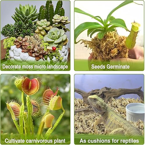 Miniatura 5 de Legigo 2 cuartos de galón de musgo esfagnum natural y 2 libras de guijarros de arcilla expandida orgánica para plantas, plantas carnívoras secas al
