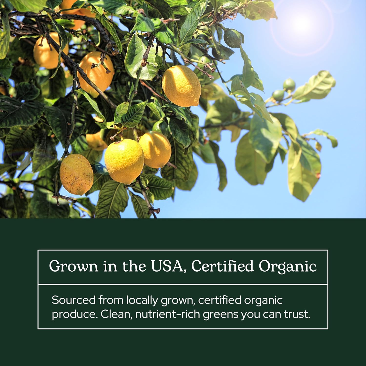 Eclectic Herb - Lemon Greens Powder Supplement | Immune + Detox Support | Nutritional Support, Vitamins + Minerals | Superfood Powder + Daily Greens Drink Mix | Non-GMO, Vegan (3.2 oz | 90 g) - Image 6