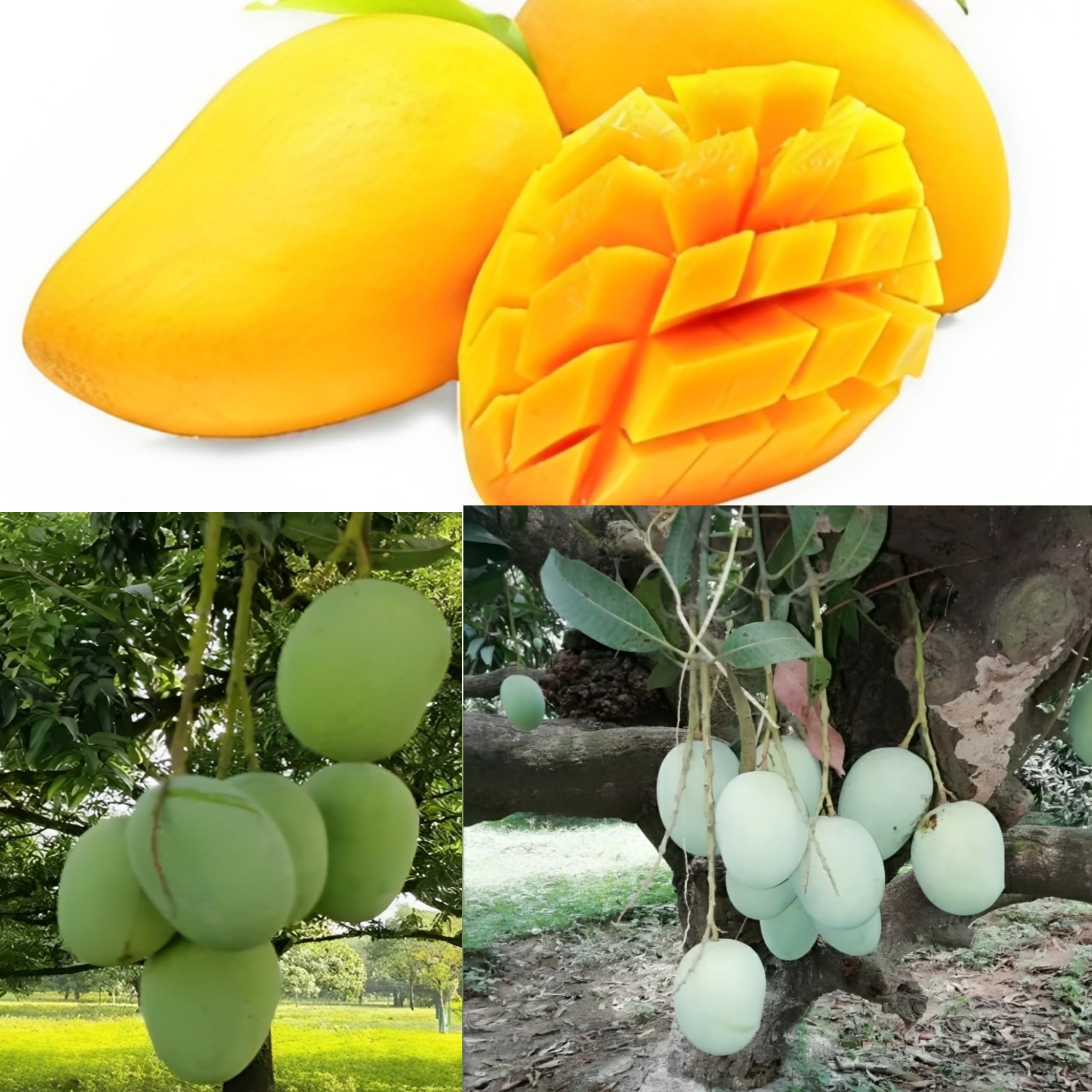 Dejestqoo Combo 2 Bhagalpuri Mango Tree Hybrid" Original Desi Delicious Huge Productivity Rare Mango Fruit Grafted Live Plant Plant For Home Garden (B0CH8MGVPZ) Amazon Price History, Amazon Price Tracker
