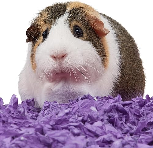 Miniatura 8 de Kaytee Ropa de cama púrpura limpia y acogedora para conejillos de indias, conejos, hámsters, jerbos y chinchillas, 49.2 litros