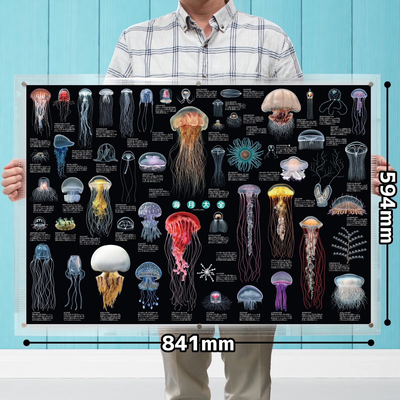 Amazon.co.jp: ザ・アクセス ポスター 海月大全 A1 動物 水族館