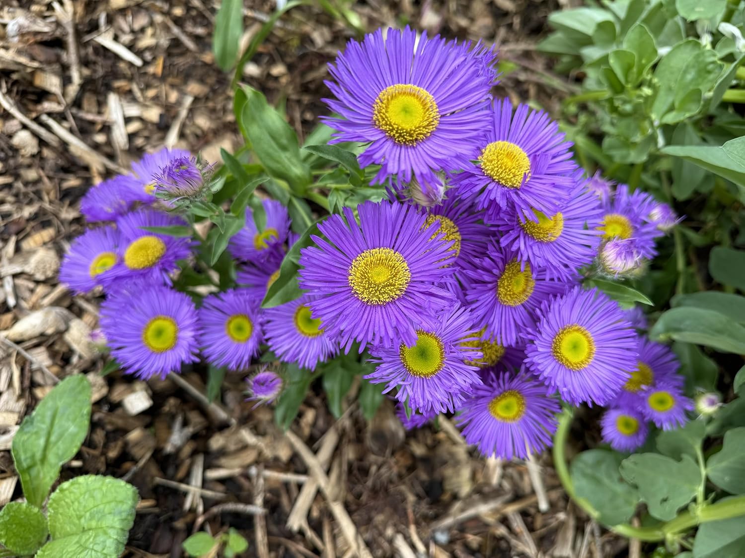 Seaside Daisy ‘Darkest of All’ – Live Plant, 3” Pot, Hardy Perennial Flower